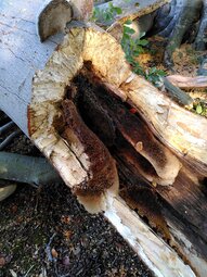 afbeelding bijen in boomstam