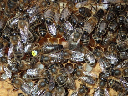 afbeelding zwarte koningin gemerkt op de raat met bijen